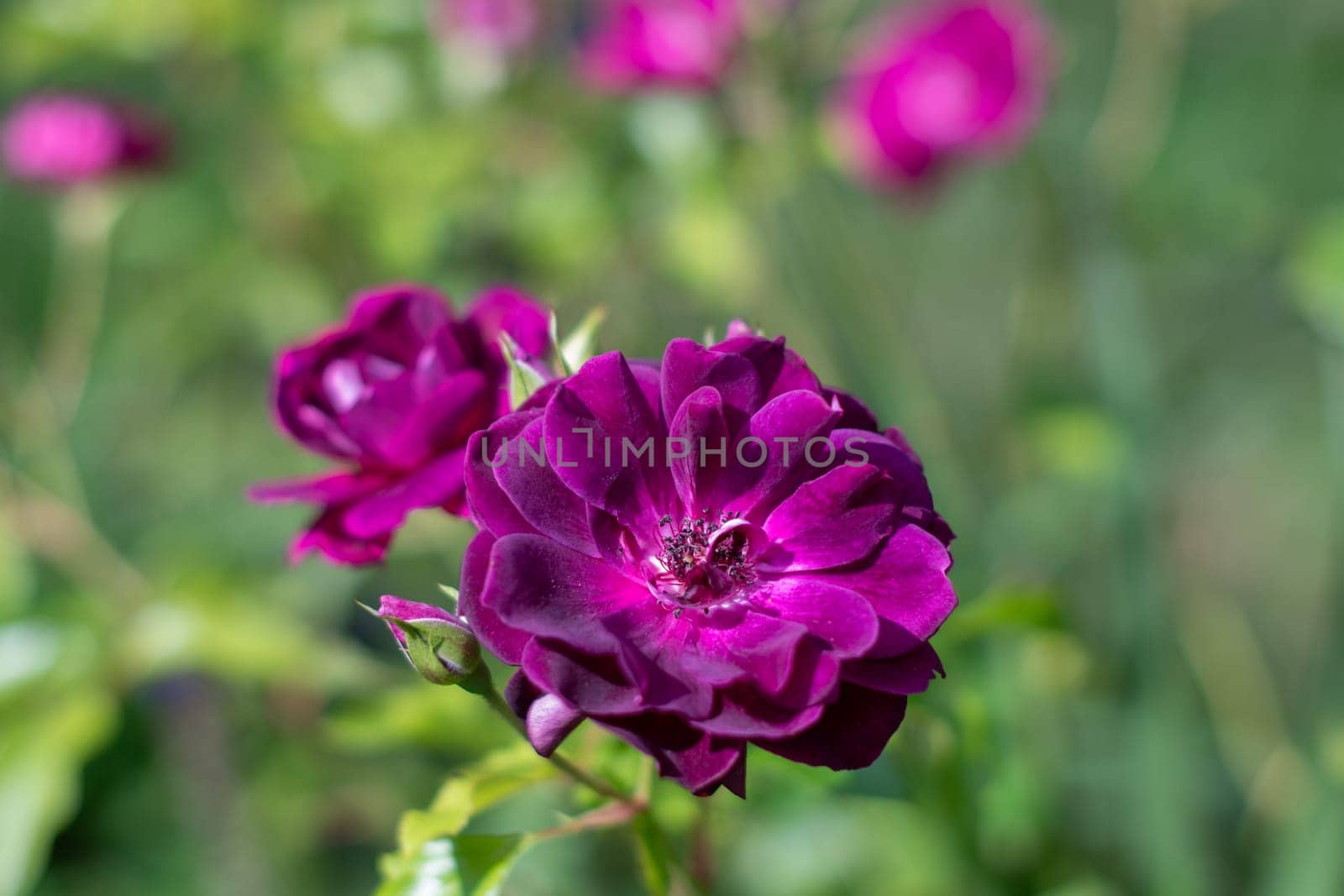 Purple violet mixed color Floribunda Rose Burgundy Ice flowers in the garden, against blurred green leaves, idea for cards, greetings, nature flower background, High quality photo