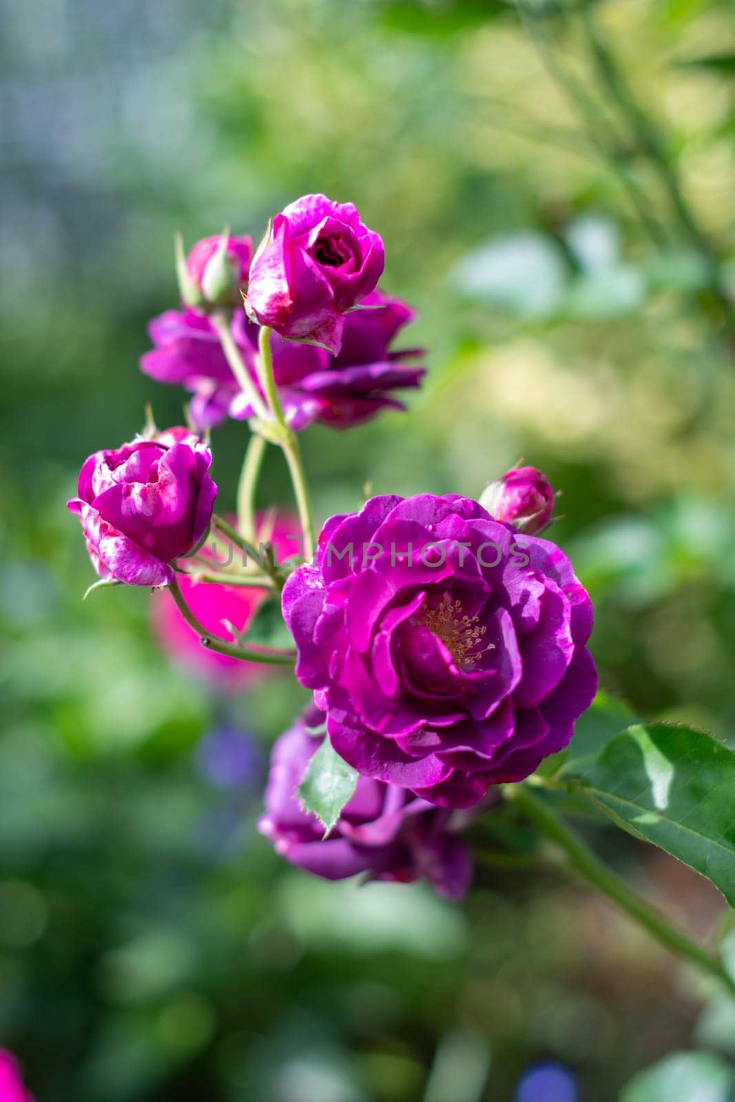 Purple violet mixed color Floribunda Rose Burgundy Ice flowers in the garden, against blurred green leaves by KaterinaDalemans