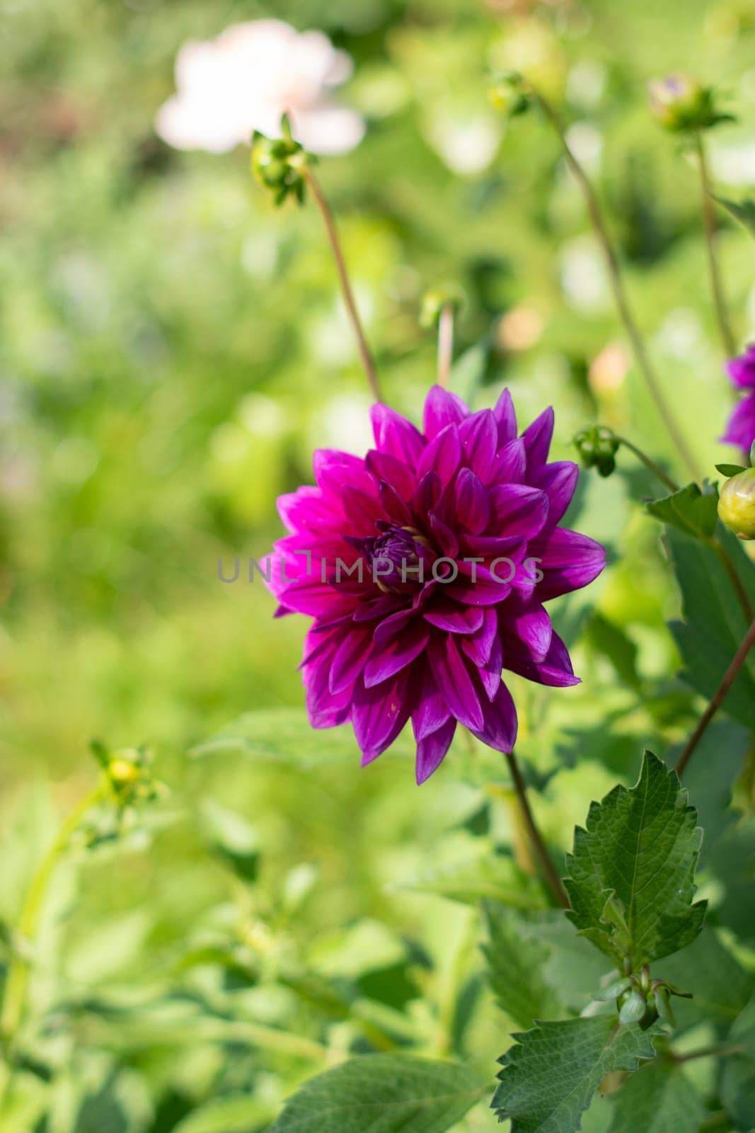 Purple decorative luxury, Thomas Edison dahlia in bloom in the summer garden, natural floral background, High quality photo