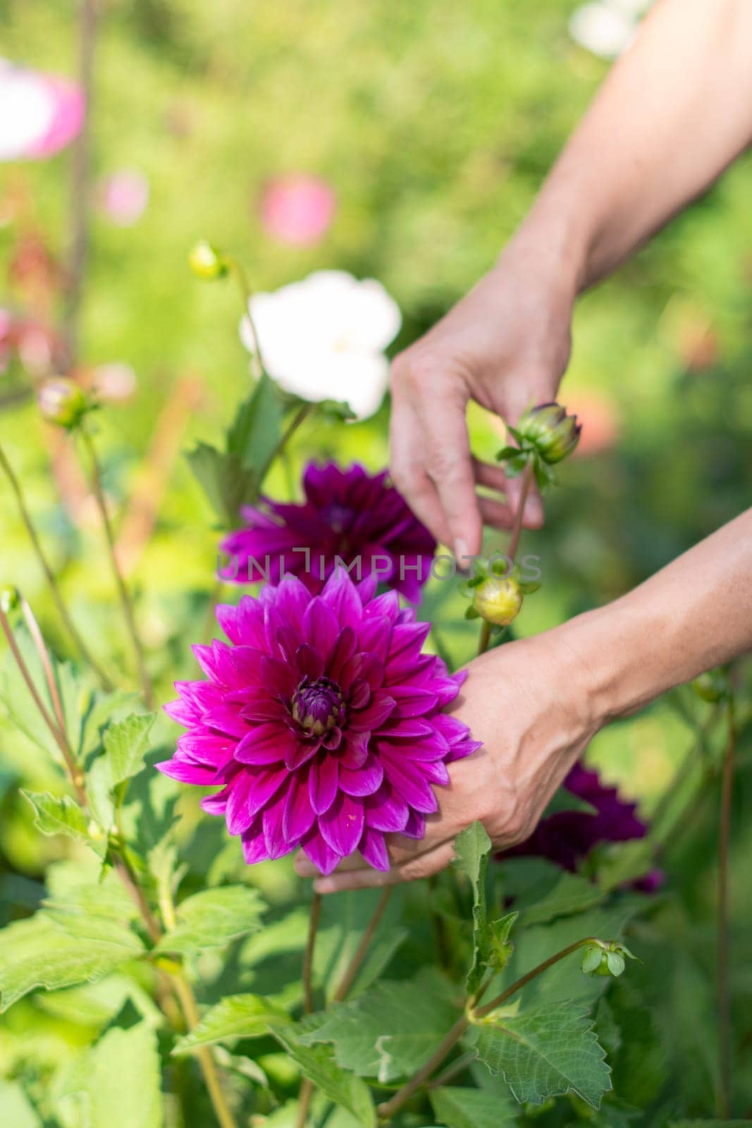 female gardener selects a blooming purple Thomas Edison dahlia from a bush for a bouquet, decorative luxury in a summer garden, natural floral background, high quality photography