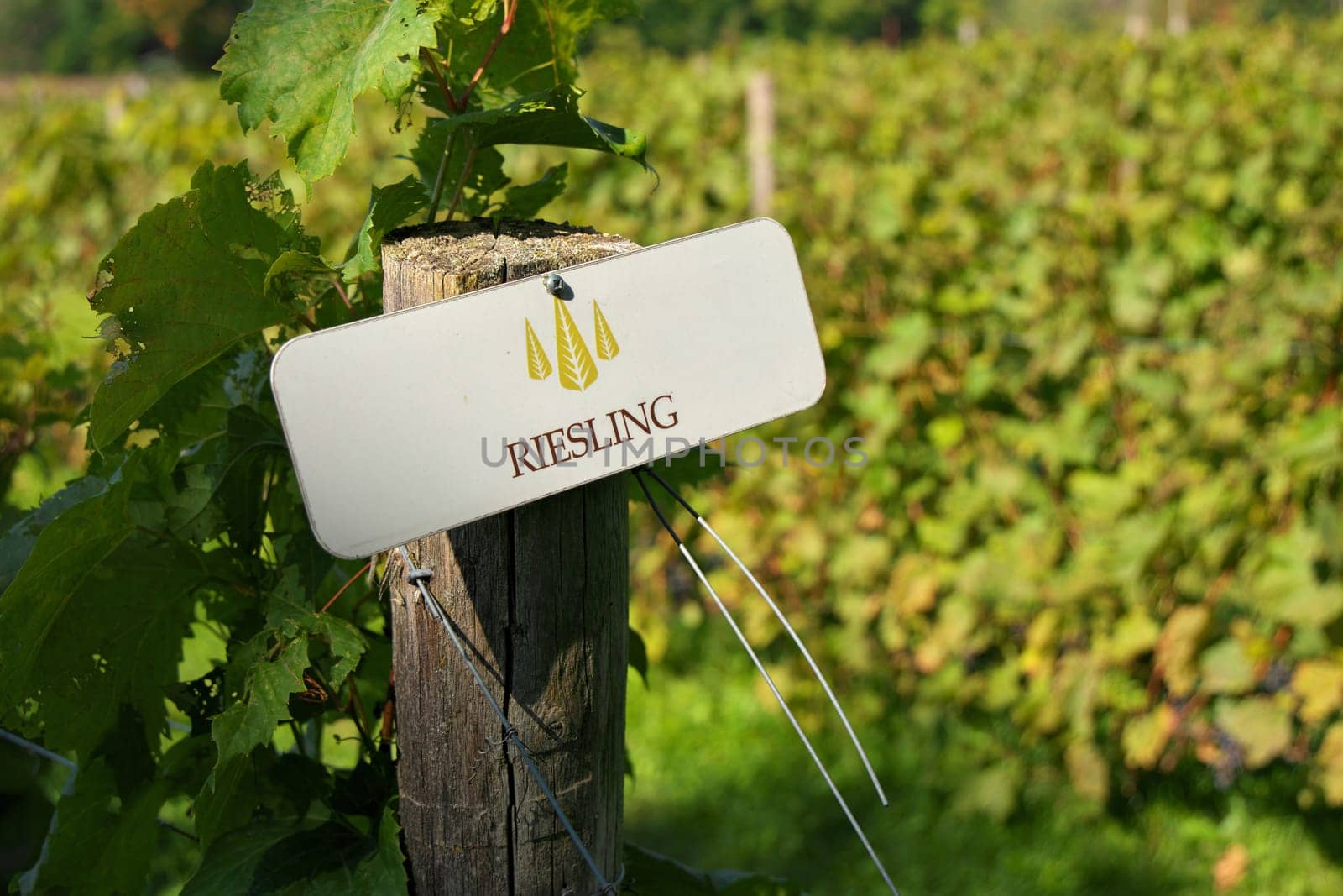 Riesling Grapes Sign on Fencepost in Vineyard by markvandam