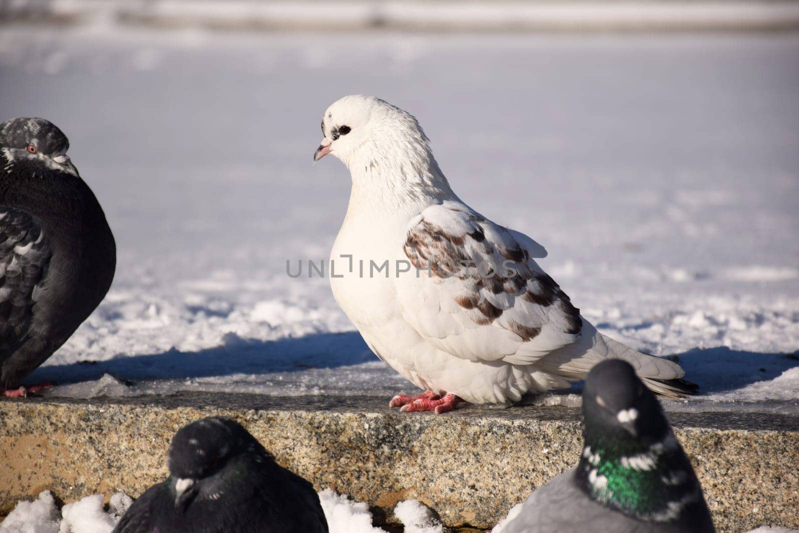 Racing Pigeon Columba livia domestica Adult,stray ,perched on by IaroslavBrylov