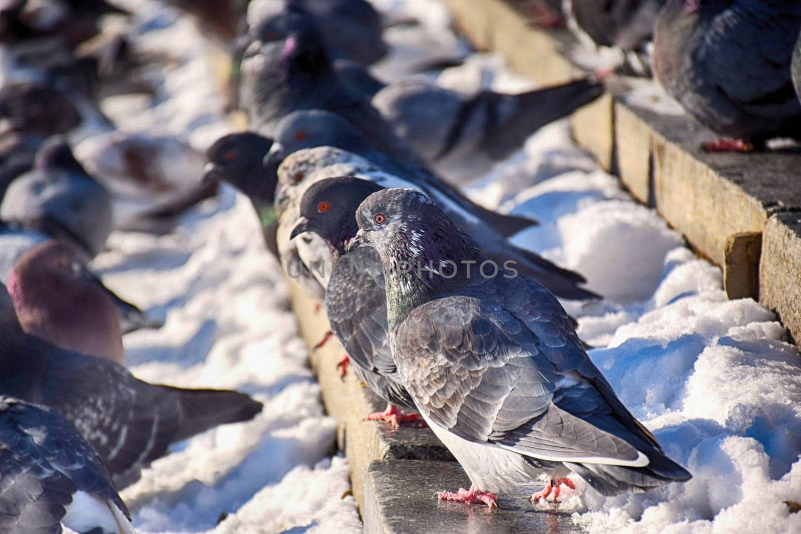 Racing Pigeon Columba livia domestica Adult,stray ,perched on by IaroslavBrylov