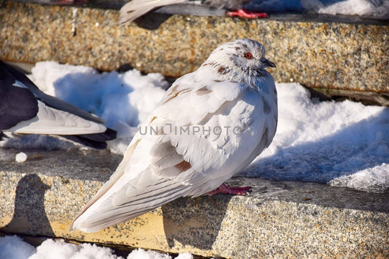 Front view of the face of Rock Pigeon face to face.Rock Pigeons crowd streets and public squares, living on discarded food and offerings of birdseed.