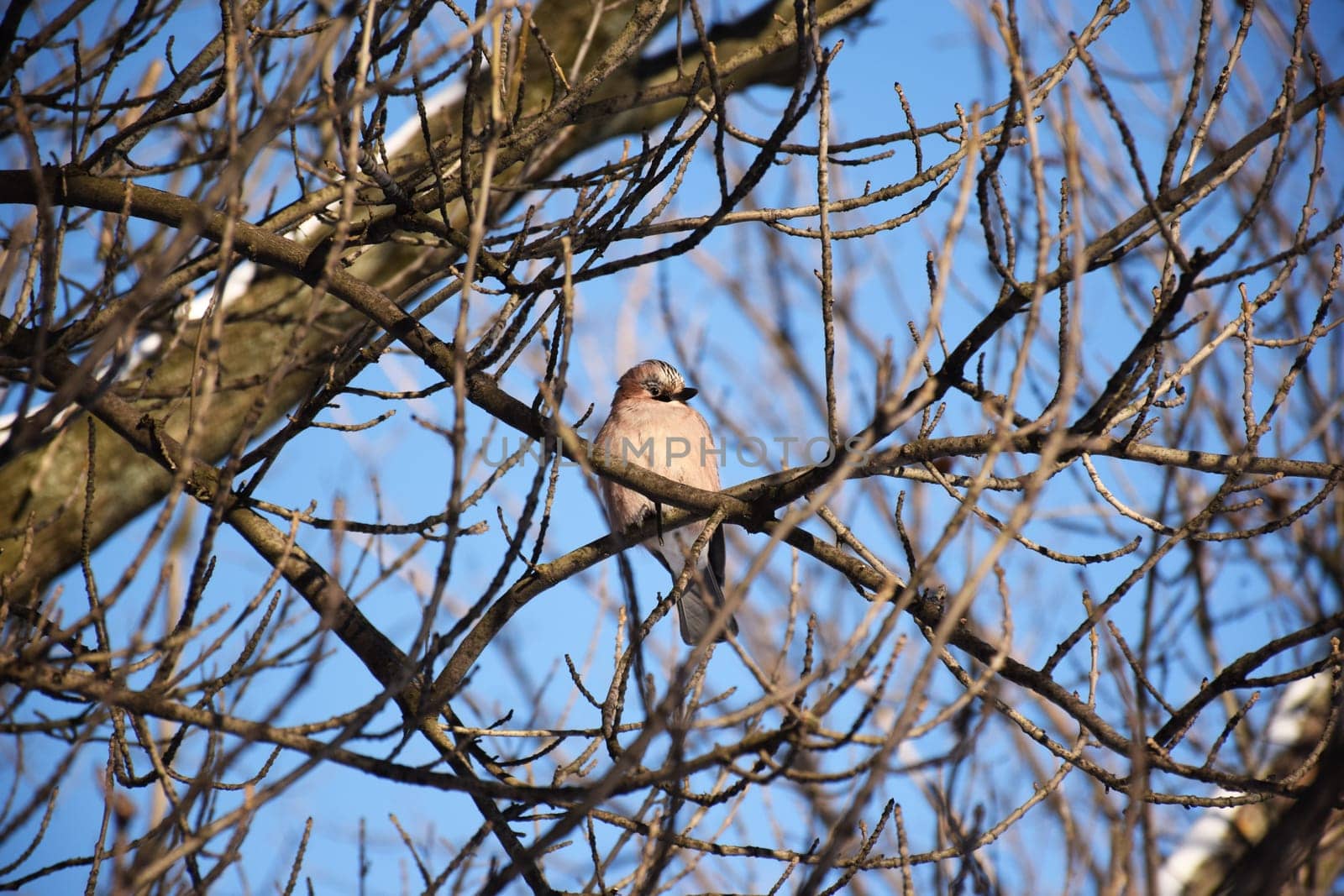 A frozen sparrow sits on a prickly and snow-covered branch of a rosehip with red berries on a frosty winter morning