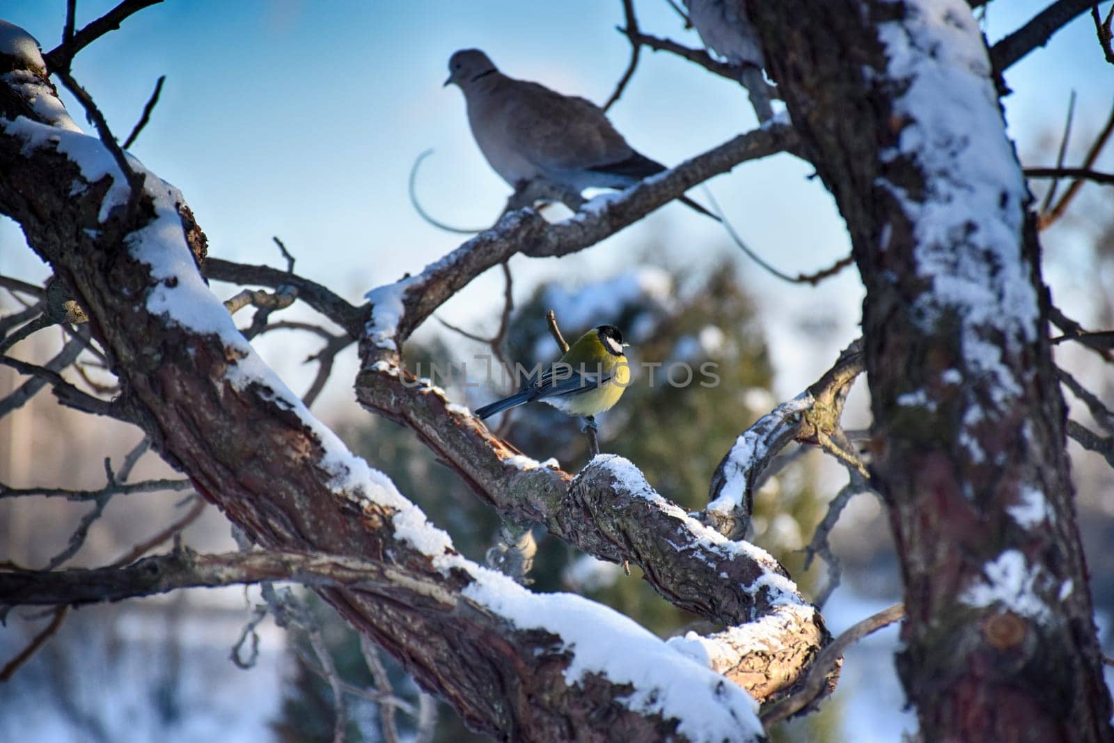 A frozen sparrow sits on a prickly and snow-covered branch of a rosehip with red berries on a frosty winter morning