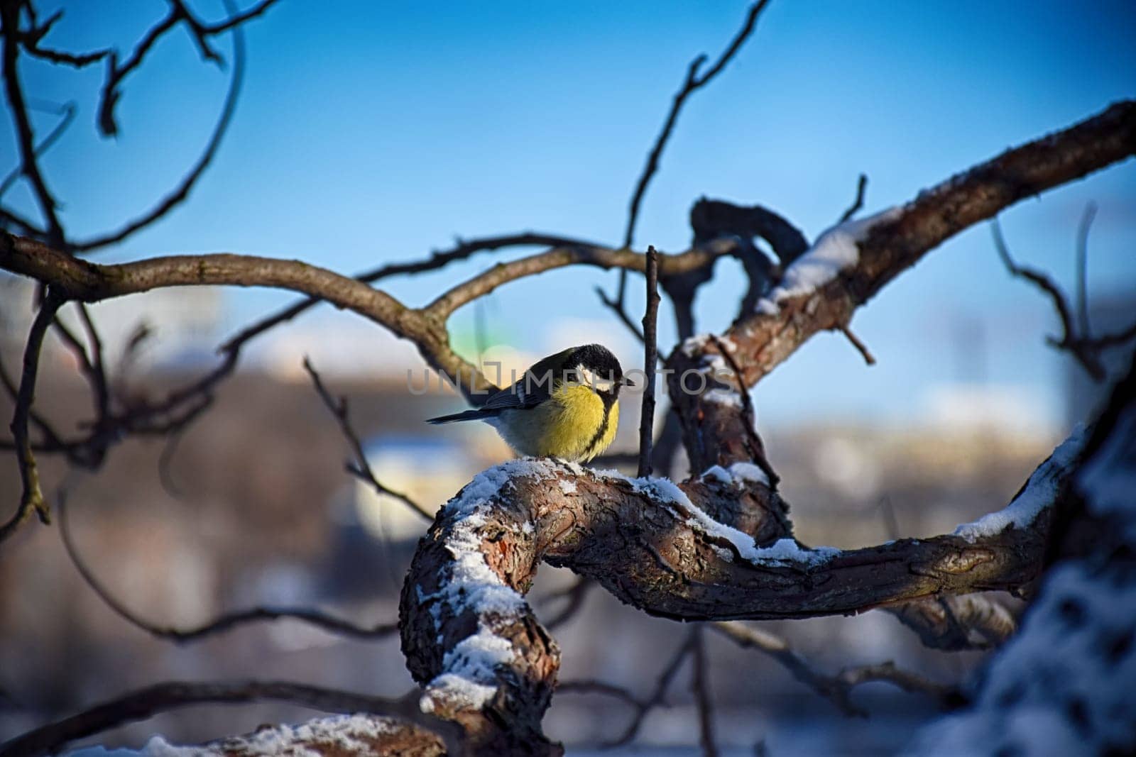 Beautiful background image of a wild robin Erithacus rubecula with stunning colors and a monarch butterfly Danaus plexippus standing on a branch. Tiny and cute bird looking at a prey by IaroslavBrylov