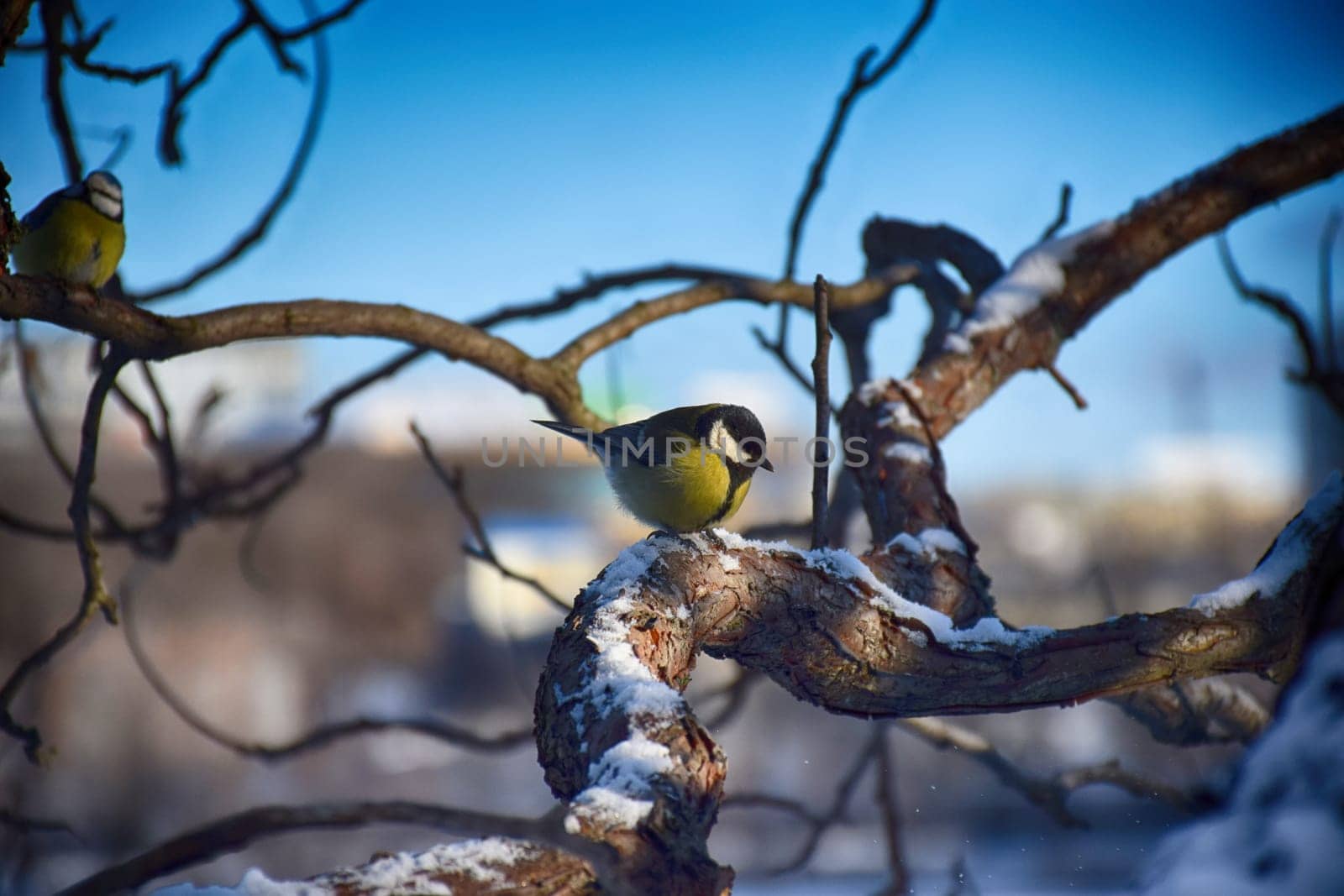 Beautiful background image of a wild robin Erithacus rubecula with stunning colors and a monarch butterfly Danaus plexippus standing on a branch. Tiny and cute bird looking at a prey by IaroslavBrylov