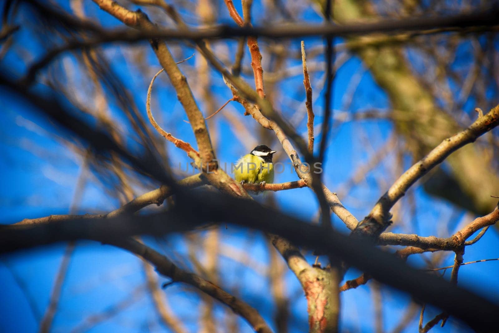 A frozen sparrow sits on a prickly and snow-covered branch of a rosehip with red berries on a frosty winter morning