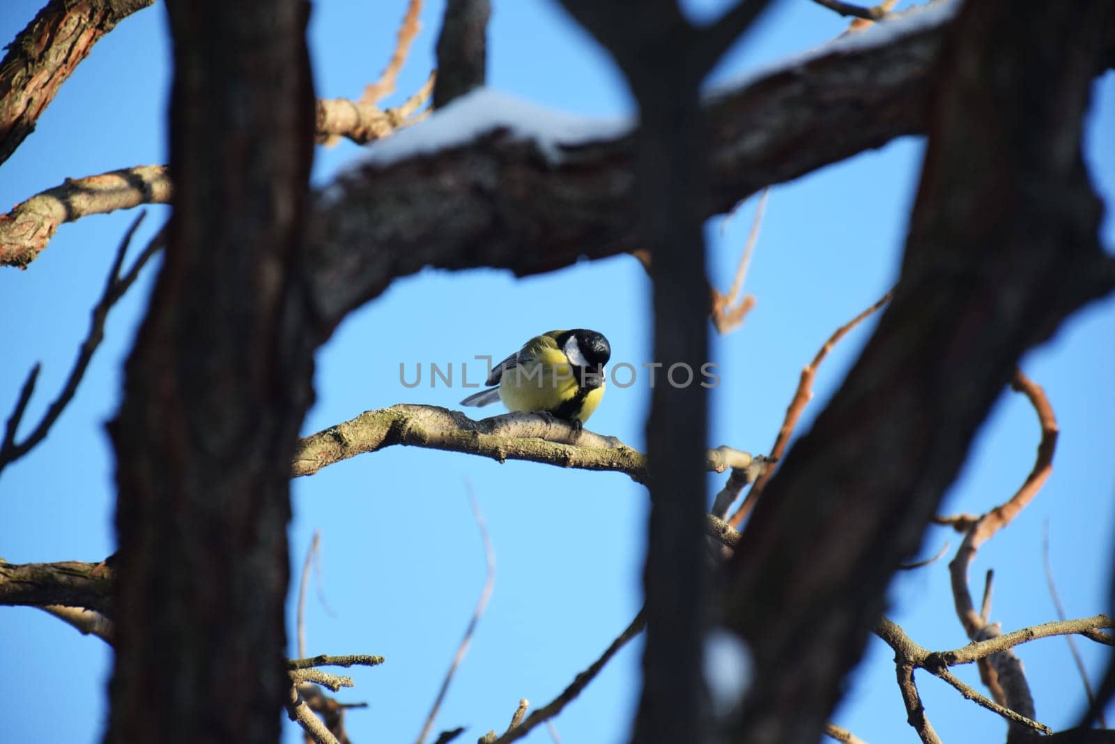 Goldfinch, Carduelis carduelis, single bird Danaus plexippus standing on a branch. Tiny and cute bird looking at a prey by IaroslavBrylov