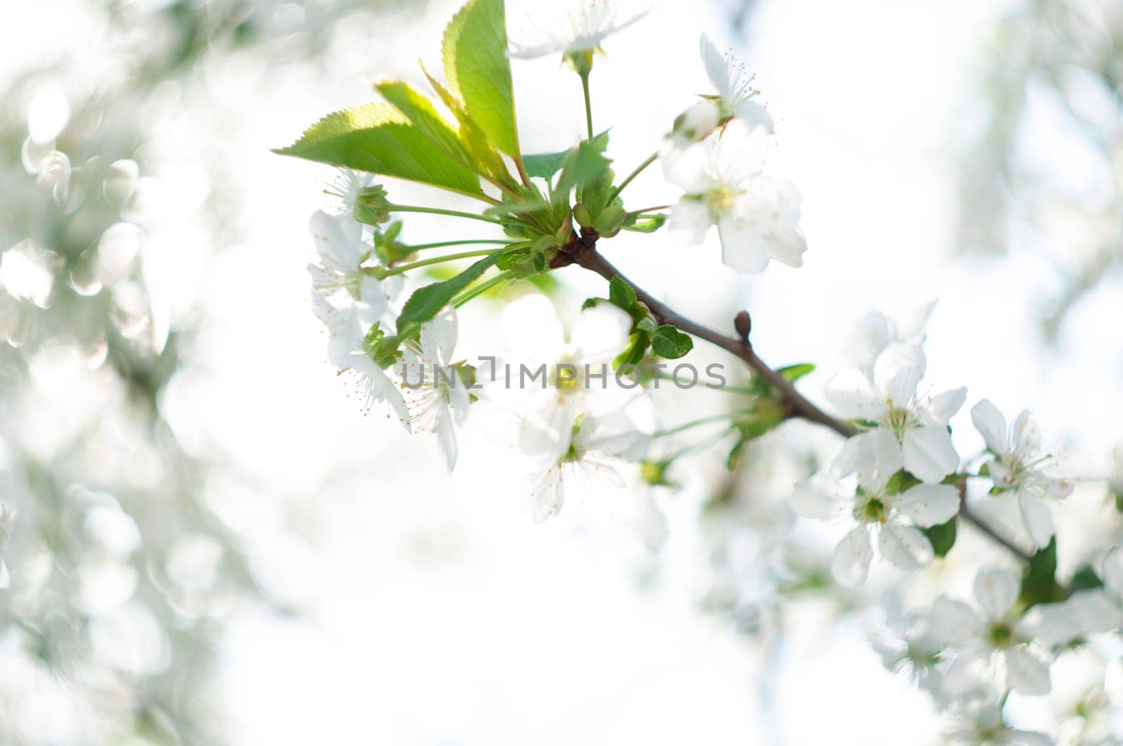 selective focus cherry blossom branch in early spring small white flowers against blue sky. High quality photo