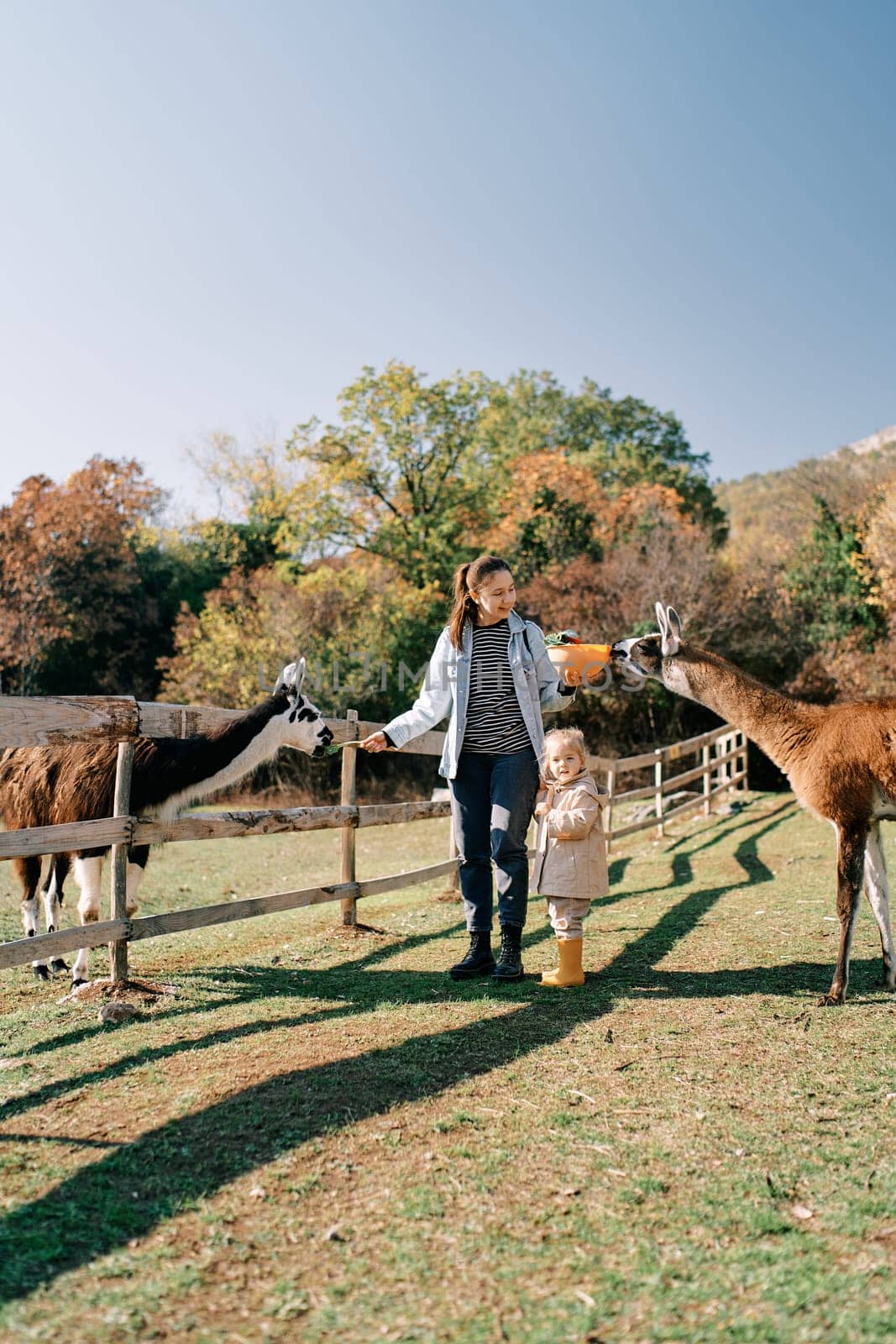 Little girl stands near a smiling mother feeding two llamas with two hands by Nadtochiy