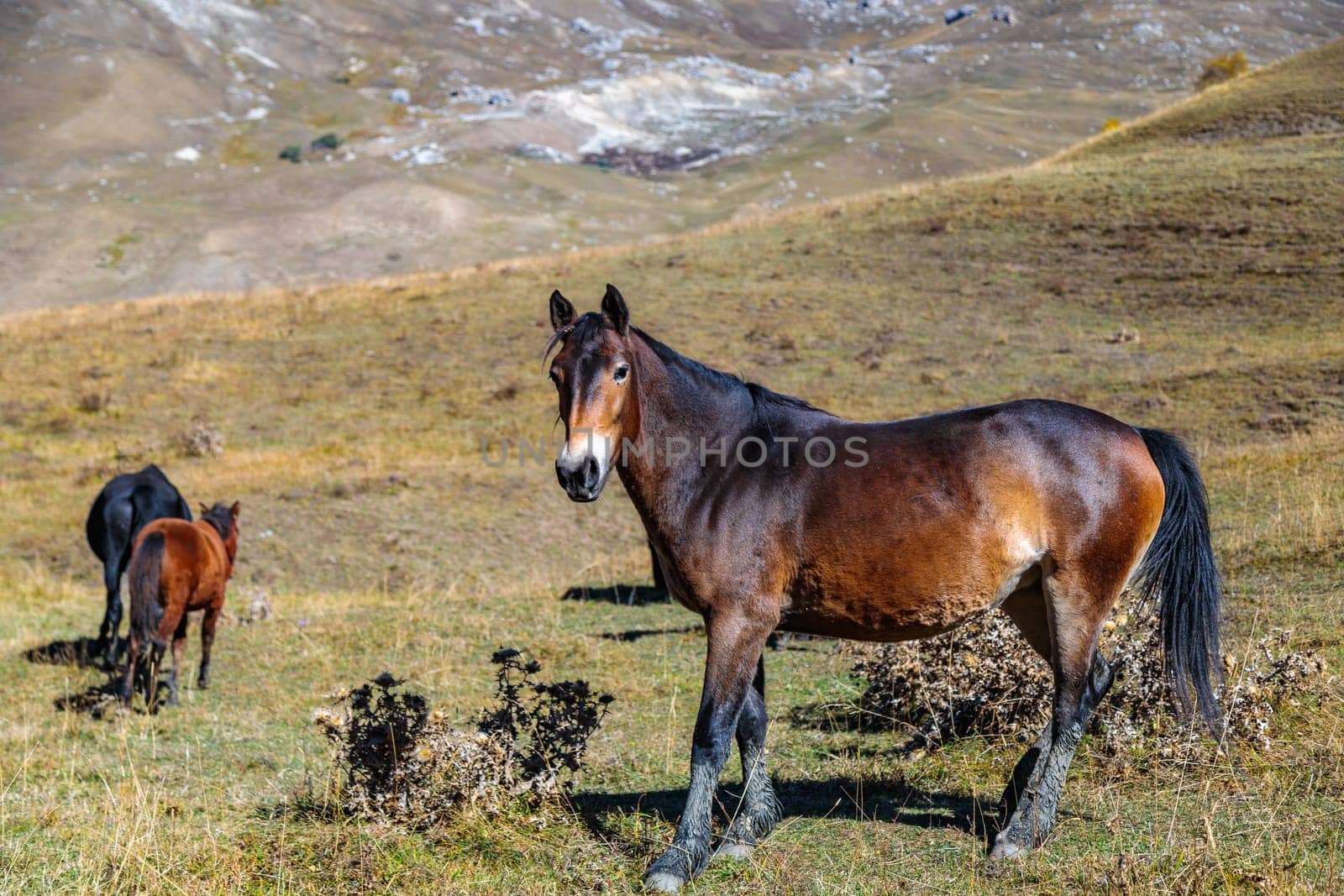 Imposing wild horses surrounded by mountain beauty, express the wild spirit of nature