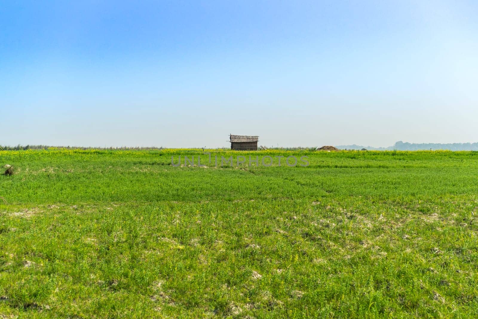 hut made of reeds and bamboo in field