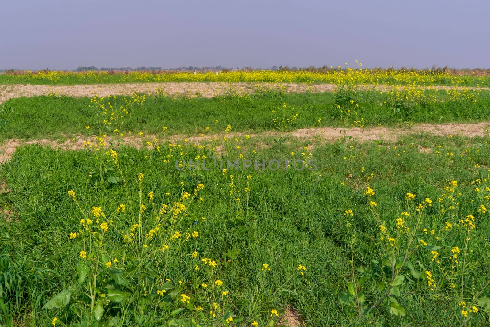 Blooming mustard in the field. Mustard during flowering