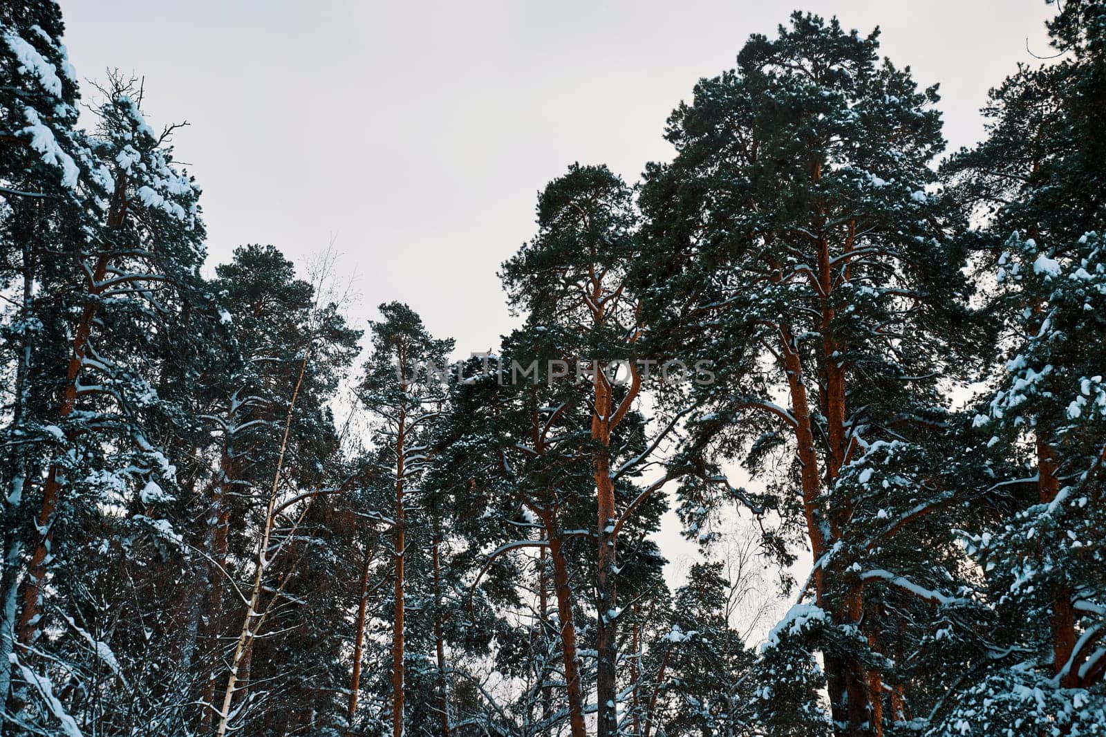 A pine forest on a cloudy frosty winter day by DAndreev