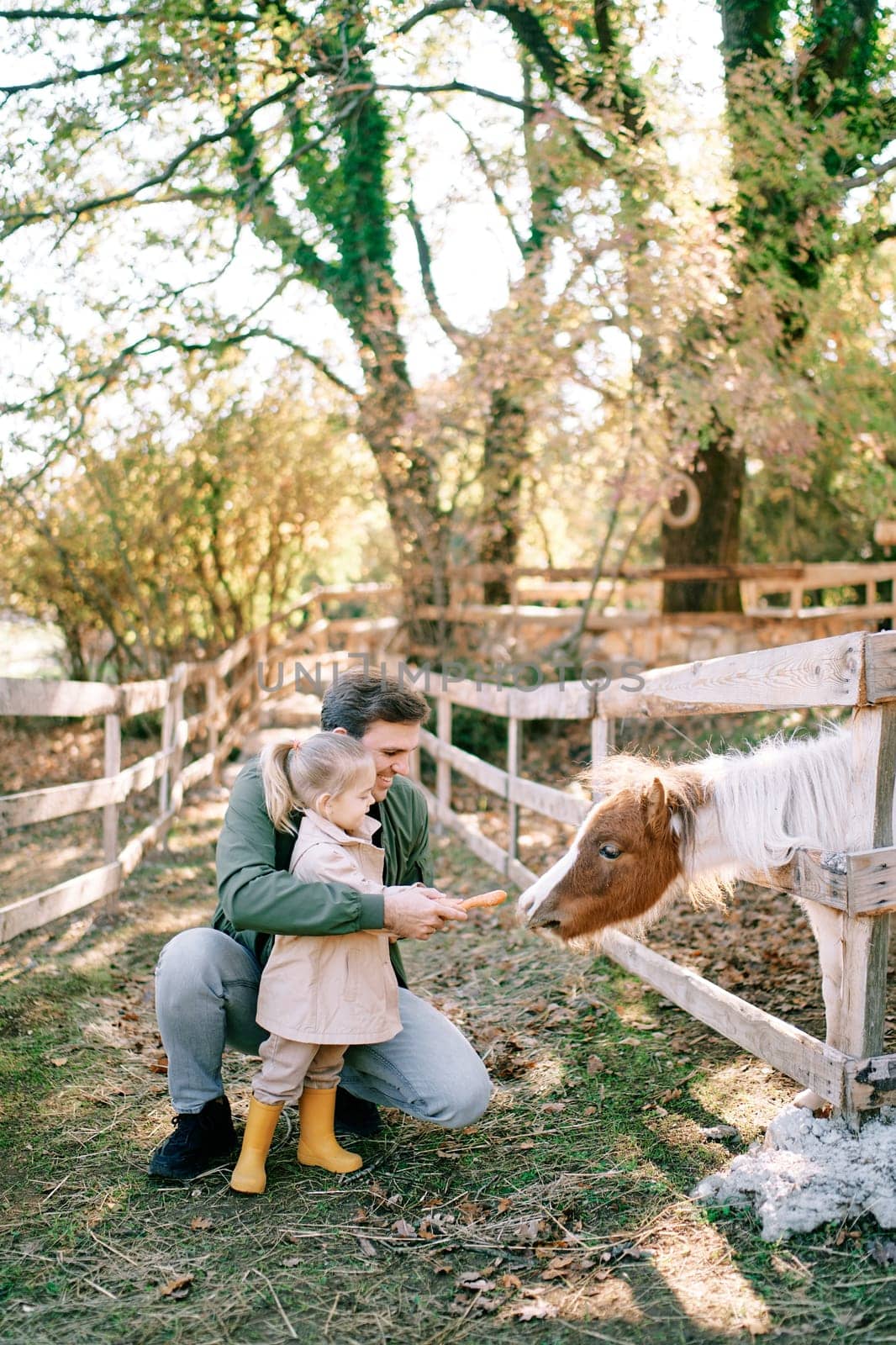 Little girl and her dad feed a pony poking its head out from behind a wooden fence. High quality photo