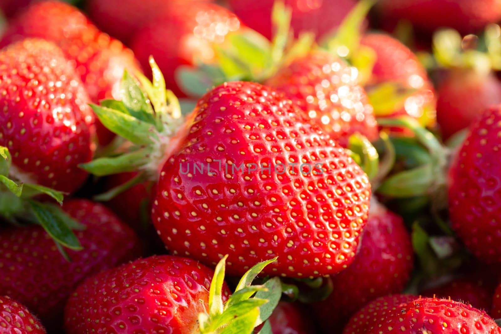 Many berries ready to be eaten.