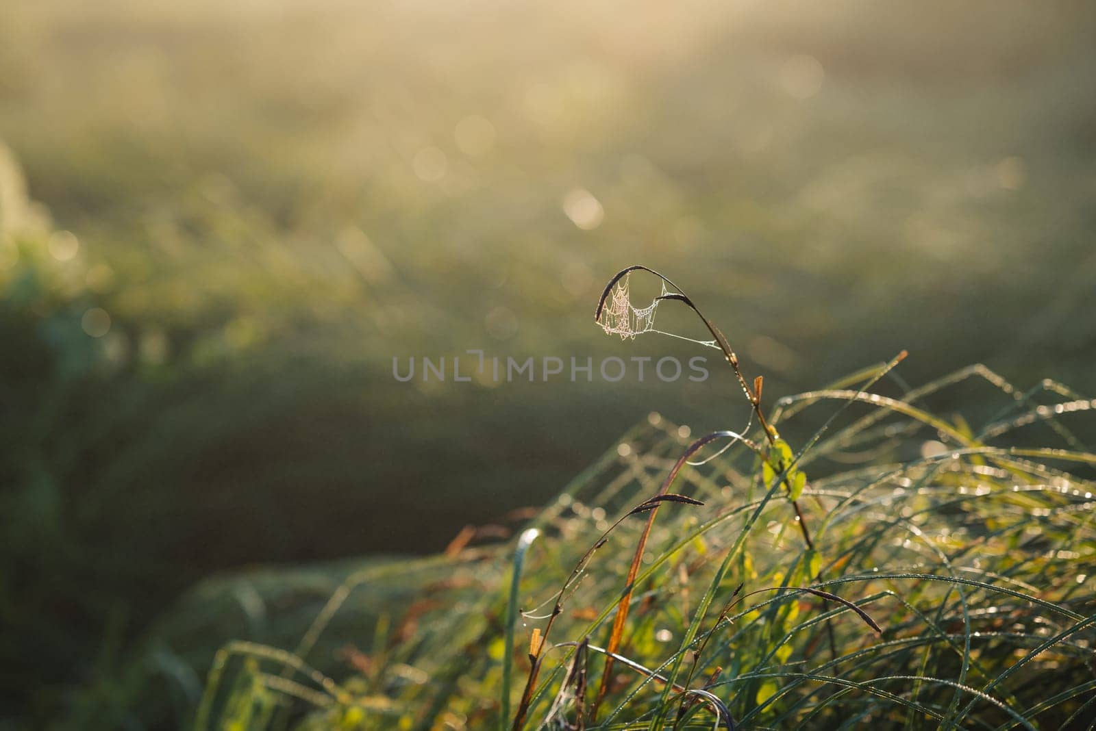 Beautiful sunrise on cobweb, warm sunlight on green grass on the background