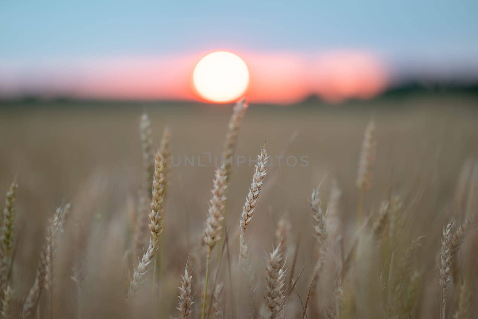 Landscape of wheat field with big golden sun, colorful sky on the horizon