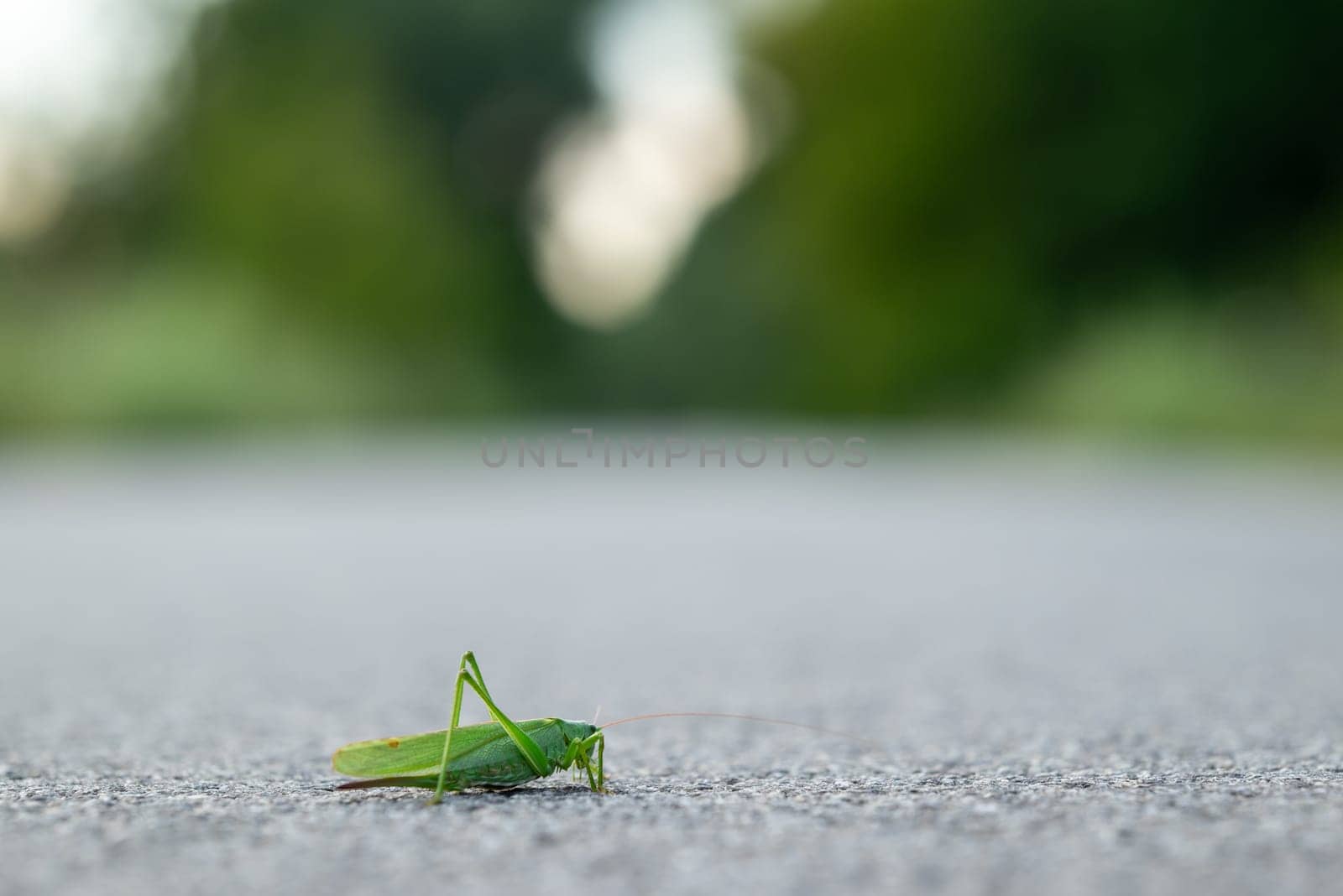 Macro shot of grasshopper sitting on asphalt, nature life, details