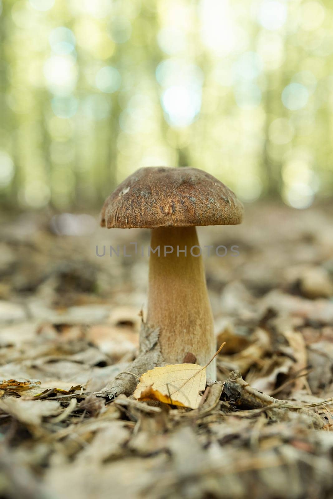 Vertical close up shot of one white mushroom growing in foliage, sunlight of the background by VitaliiPetrushenko