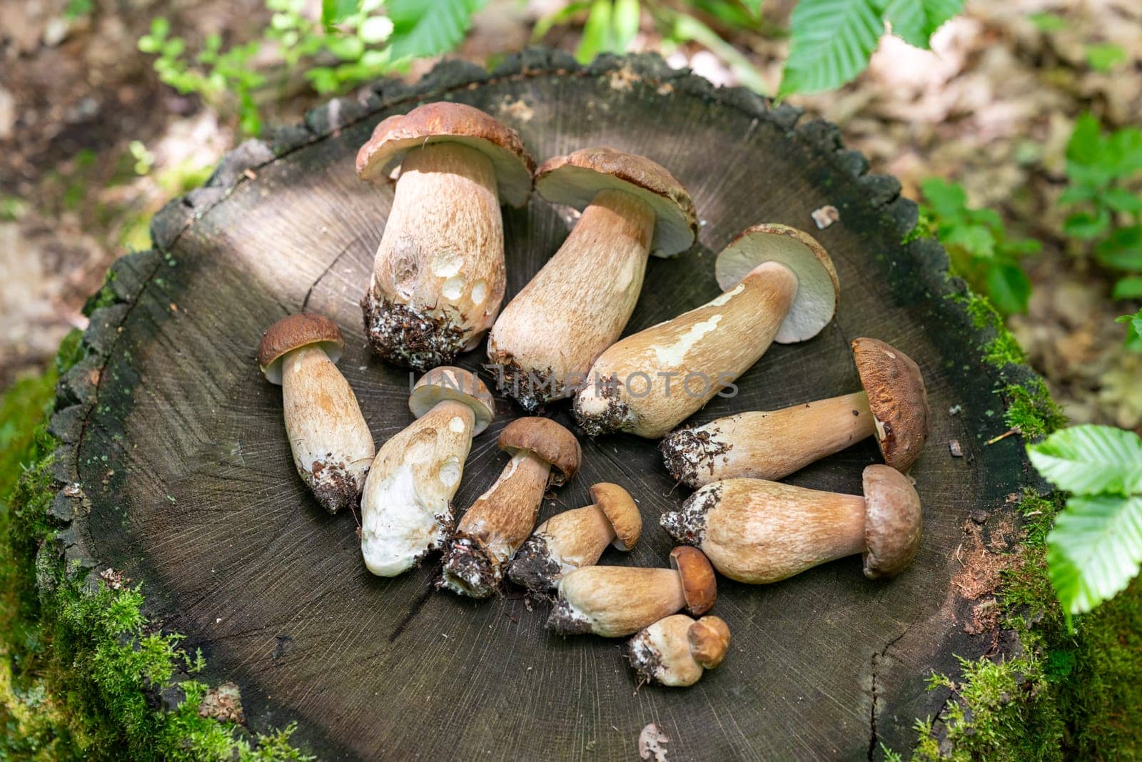 Boletus edulis, collecting porcini in the woods, fall season