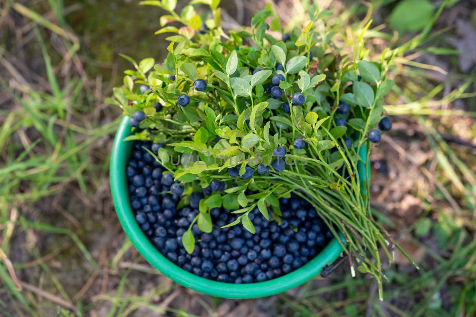 Juicy ripe blueberries in a full green bucket standing on the ground, close up by VitaliiPetrushenko