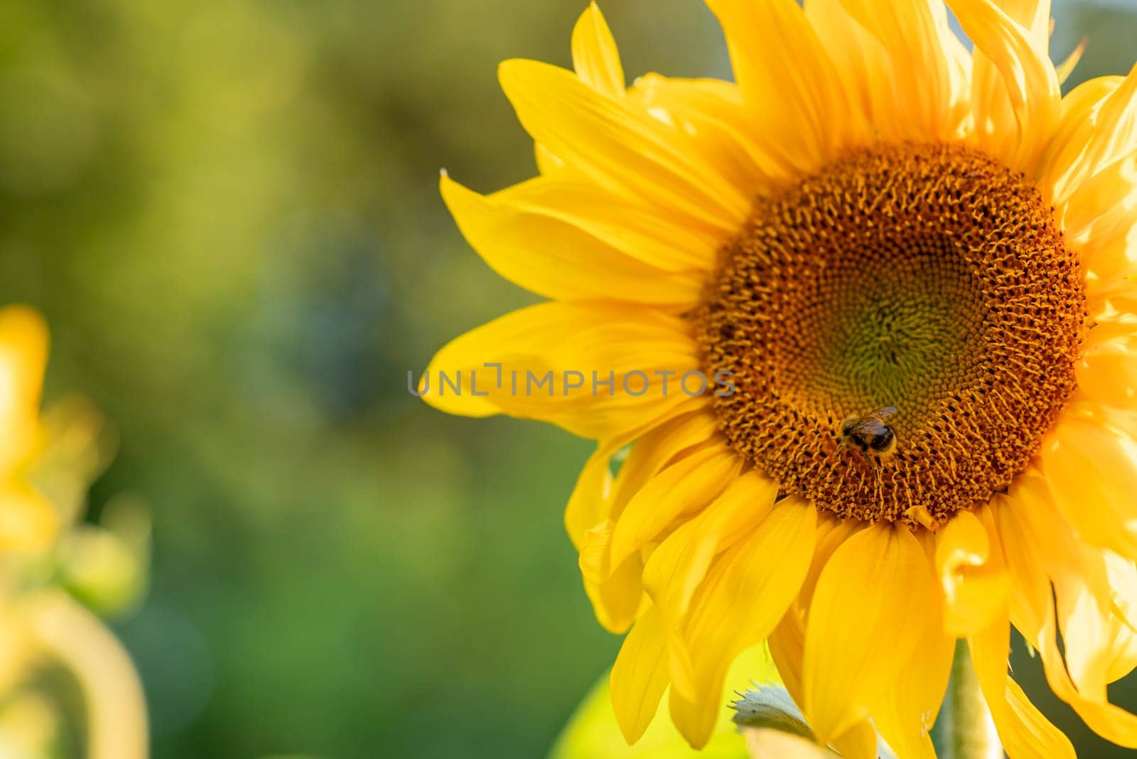 Close up of yellow flowering sunflower growing in a field by VitaliiPetrushenko