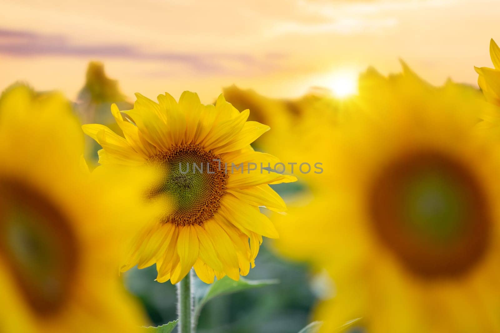Yellow and orange colours, warm joyful atmosphere, close up of sunflowers, selective focus