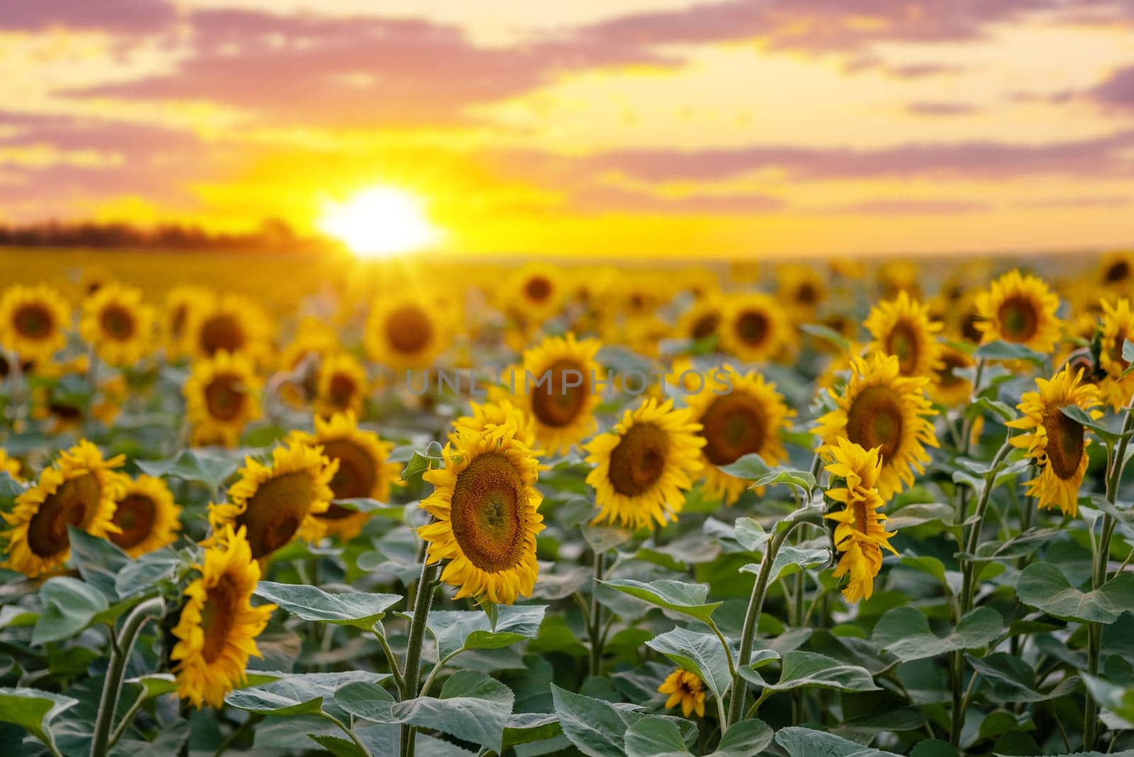 Gorgeous golden sunset over the sunflower field by VitaliiPetrushenko