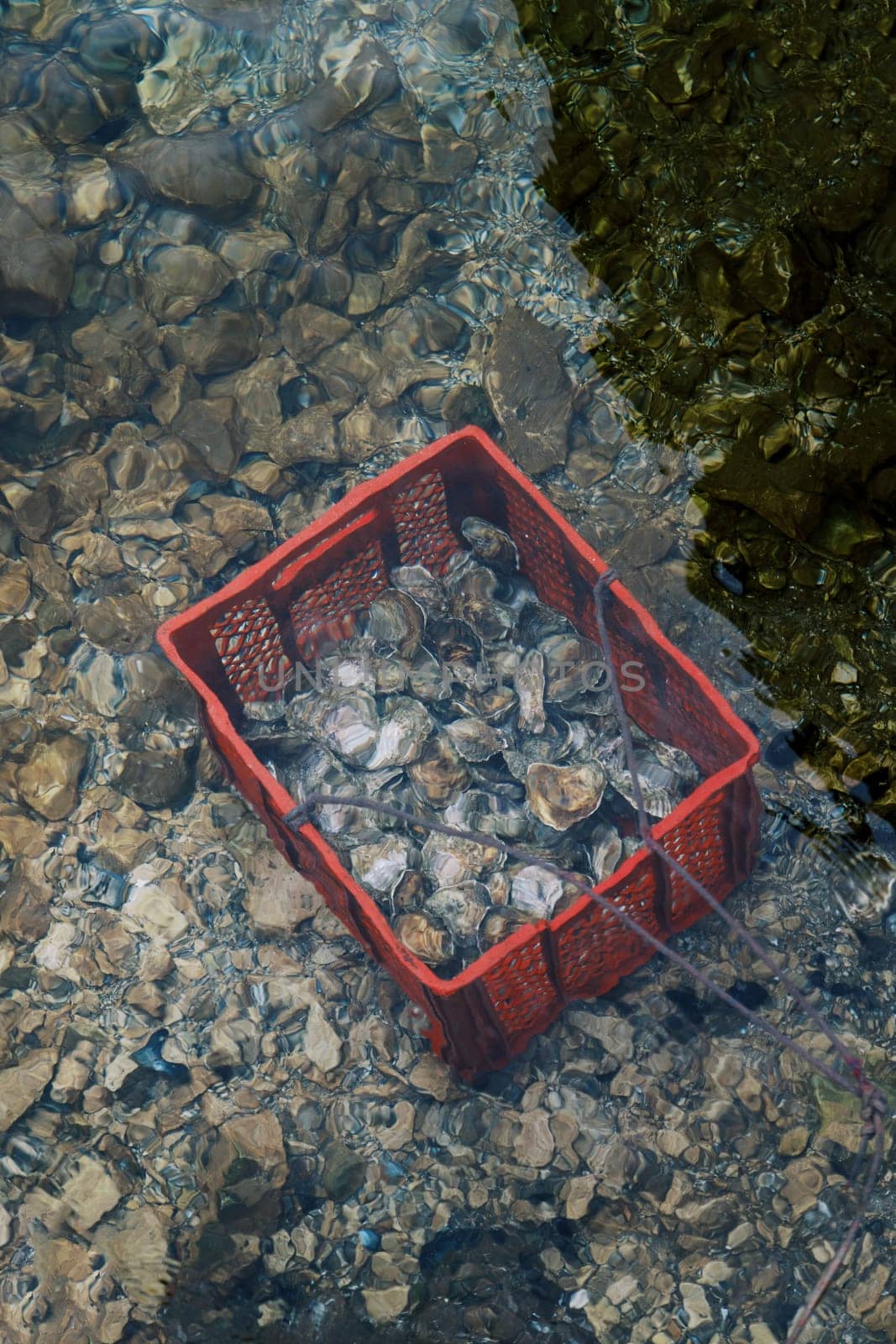 Red plastic box with mussels sits on the seabed. Top view. High quality photo