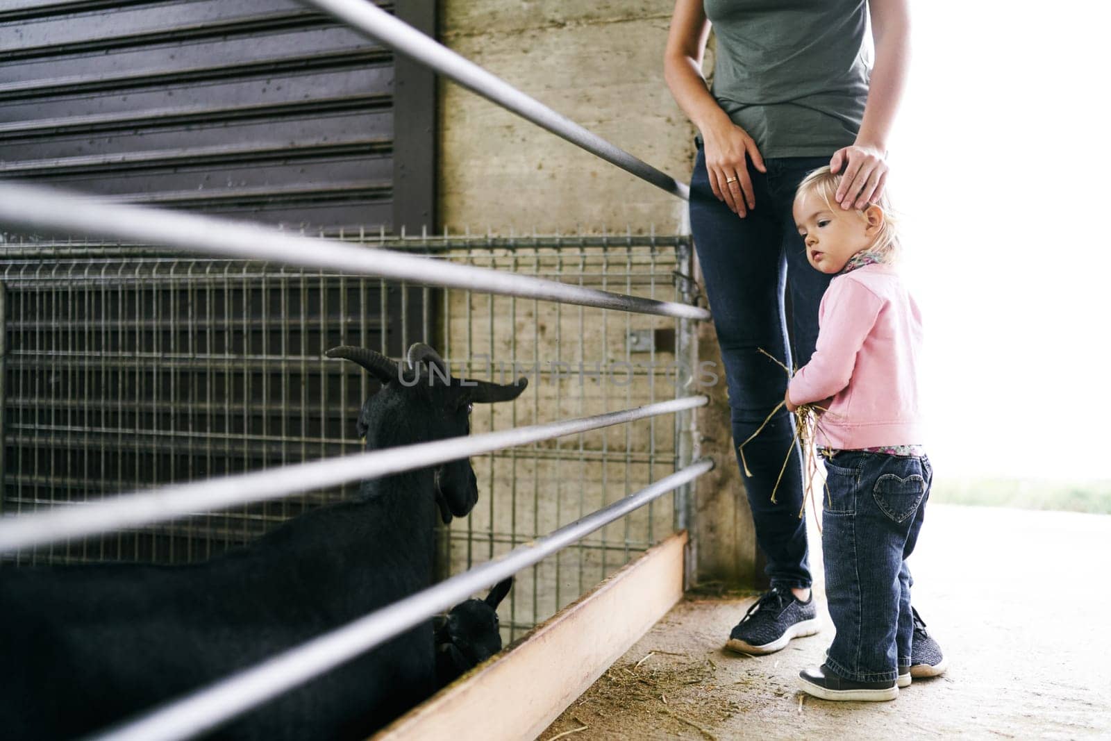 Little girl with a bunch of hay stands near her mom, who put her hand on her head and looks at the goats in the pen by Nadtochiy