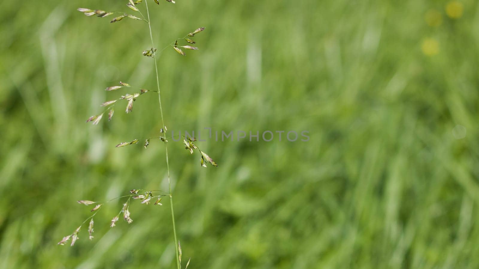 Green grass with seeds on the stalk by Vera1703