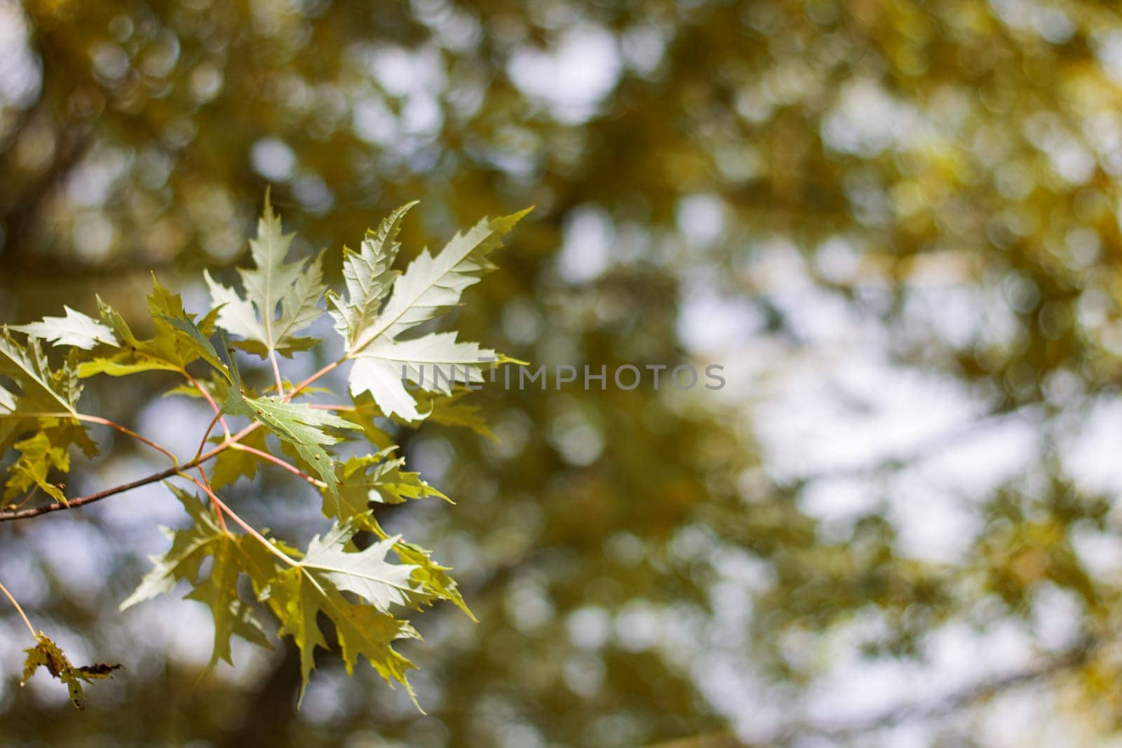 Yellow leaves on a tree branch close up, copy space