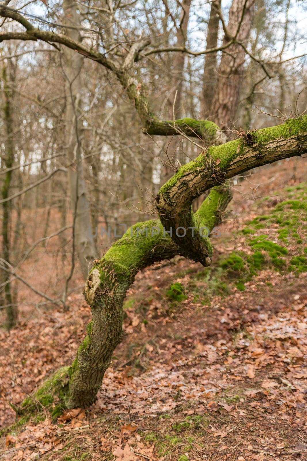 beautiful curly tree overgrown with moss in the woods near the Bad Bentheimer Cliffs in western Germany in winter