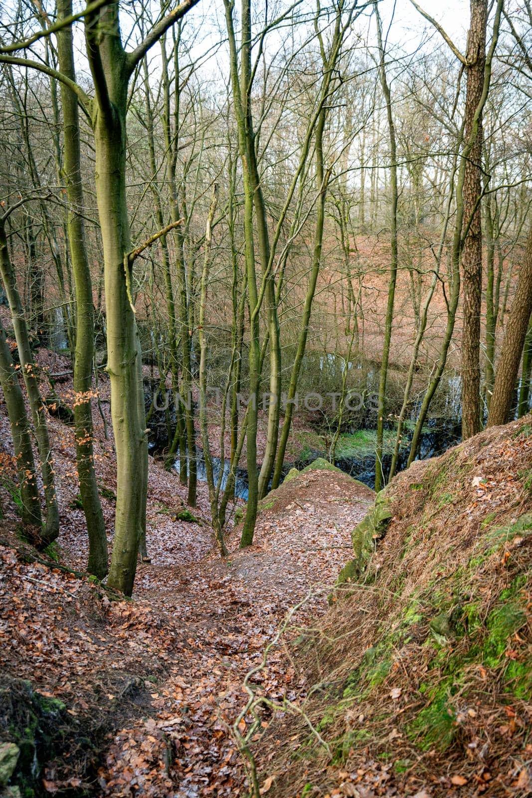 forest on the rocks of the bentheimer klippen nature area in bad bentheim germany