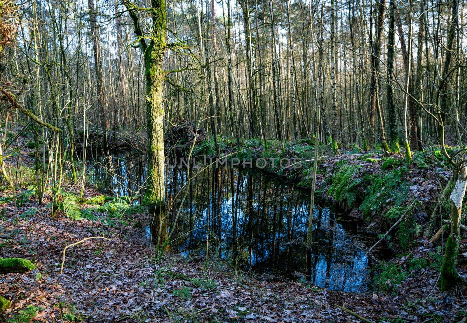 a small pond in the winter forest in bad bentheim germany by compuinfoto