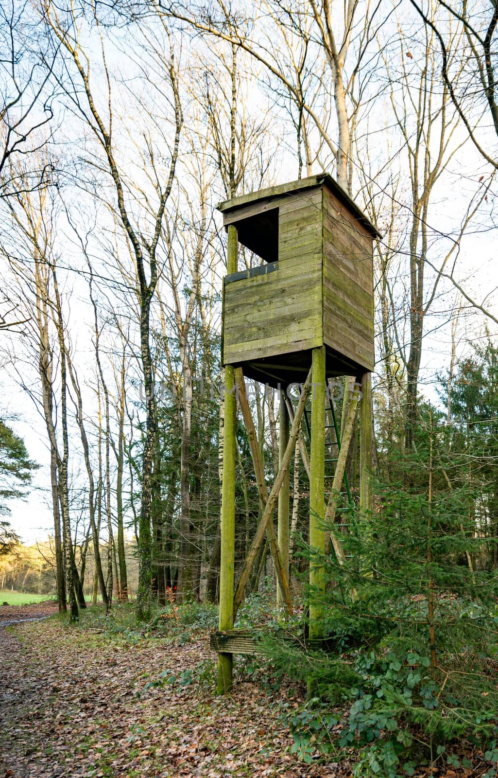 wooden lookout tower in a forest by compuinfoto