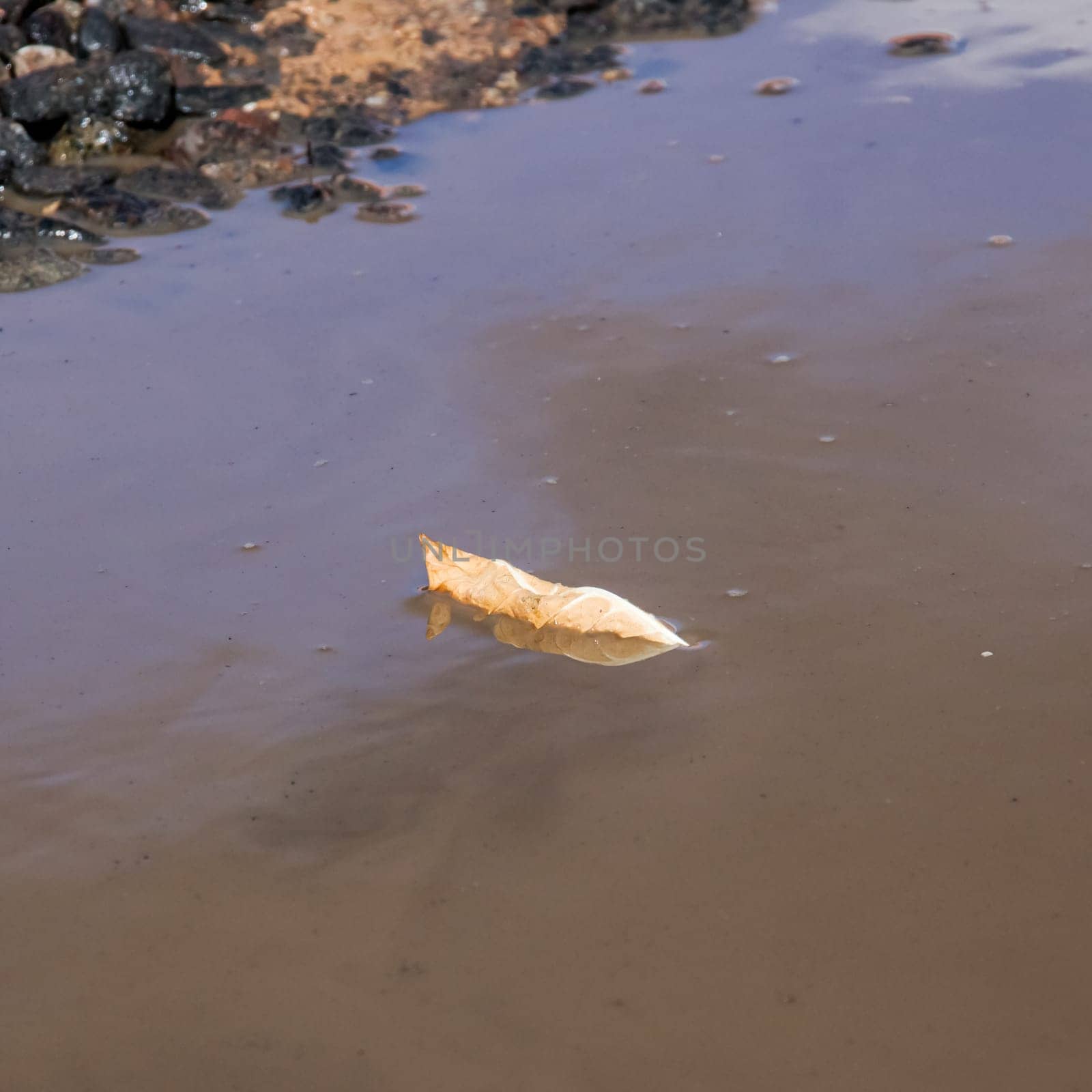 A yellow leaf floats in a puddle of dirty water