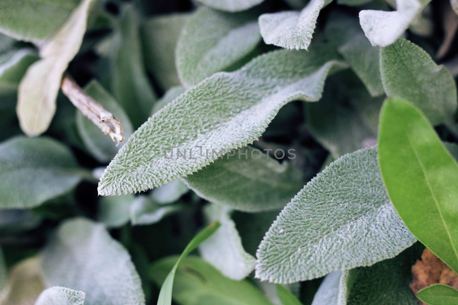 Green leaves on a tree branch closeup, macro photo