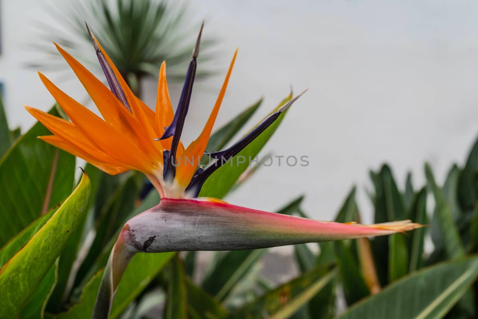 Bright orange flower of Strelitzia on blurred green leaves background and white wall. Orange bird of paradise plant. Summer nature wallpaper. Exotic tropical flower. Leaves of dragon tree behind