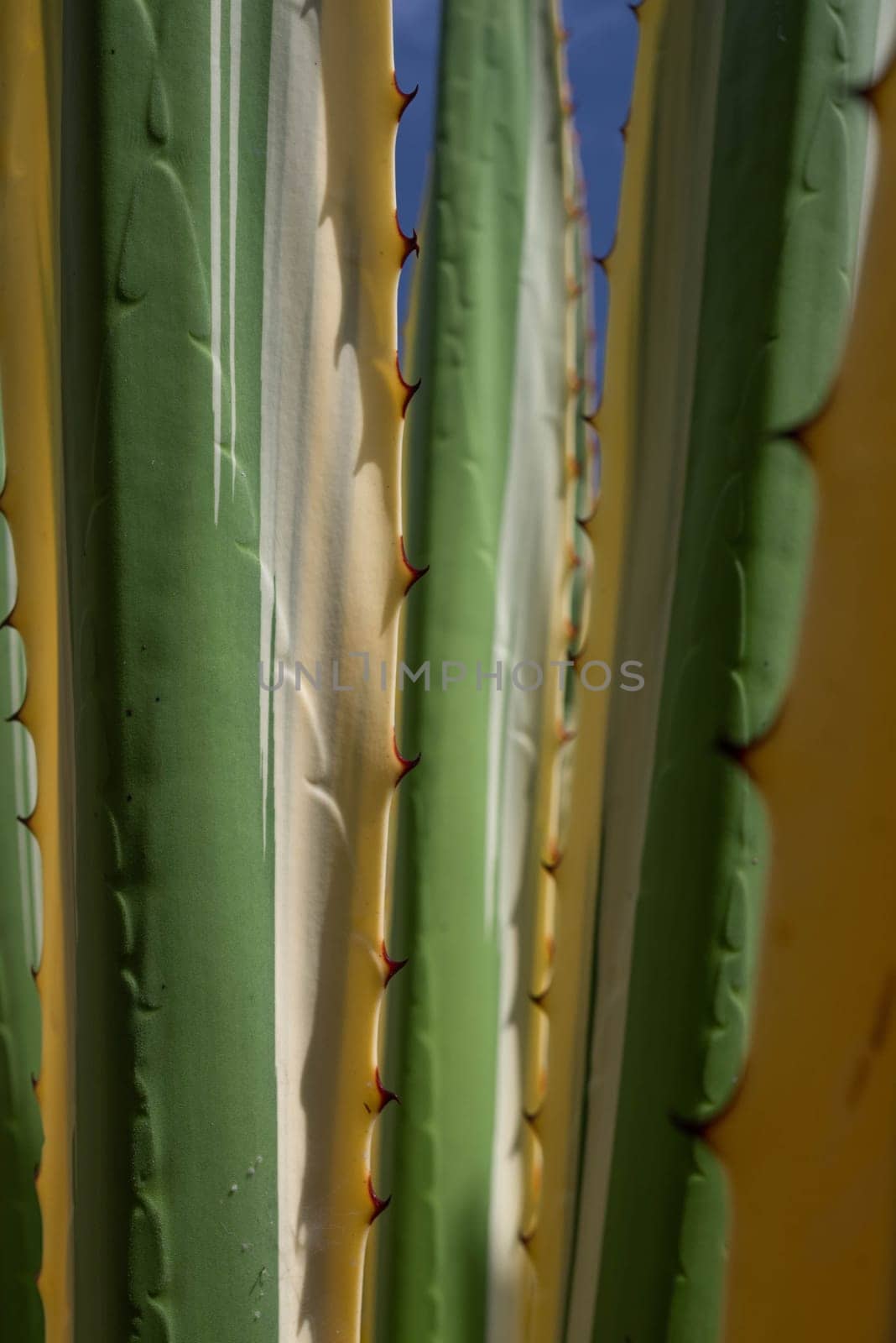 Botanical background from leaves of yucca gloriosa variegata. Green and white-yellow stripes. Variegated Spanish Dagger closeup on blue sky background Spiky edges of hard leaves. Succulent wallpaper