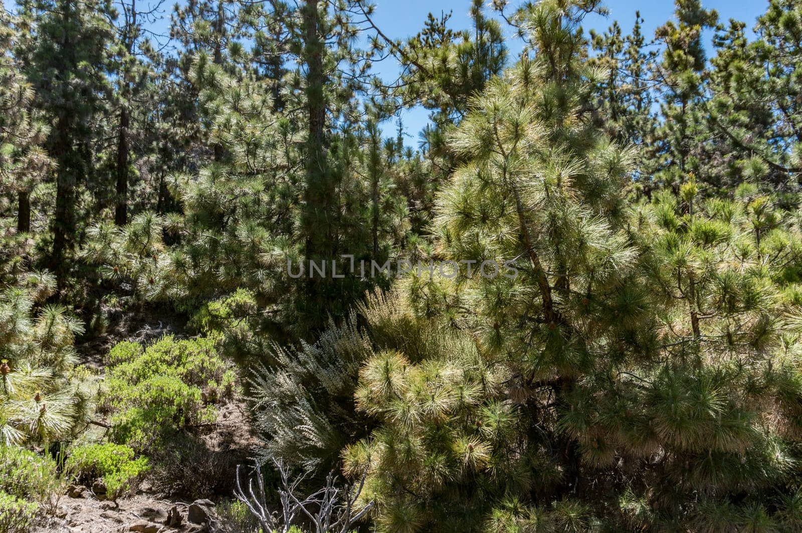 Canary island pine tree and white weeping broom nature background. Focus on top part. Pinus canariensis An endemic to the Canary islands subtropical pine tree with very long soft fluffy needles