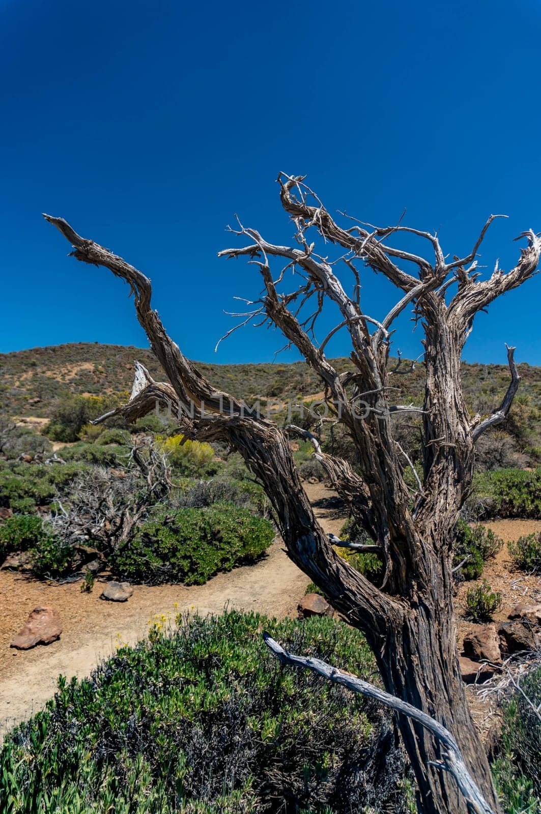 Dead tree with naked branches on blue sky background in a desert by amovitania