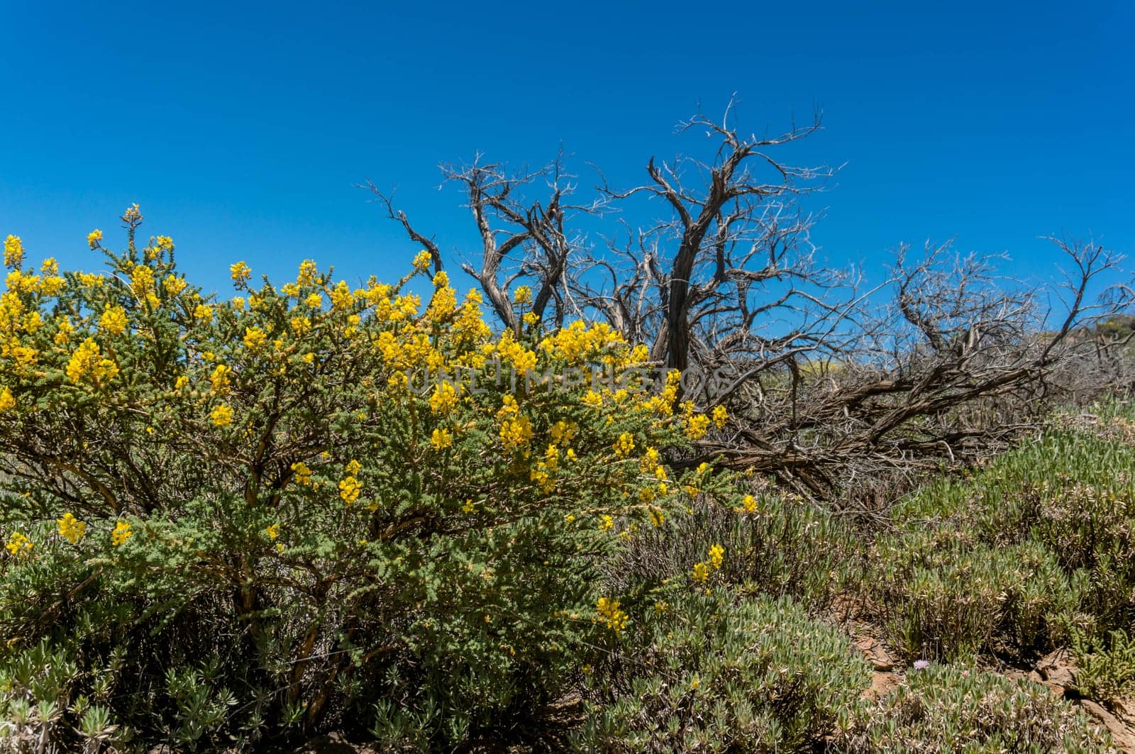 Yellow flowers of Canary island flatpod and bare branches of a dead tree on blue sky background on a bright sunny day in National park of Teide, Tenerife, Canary islands. Summer nature wallpaper