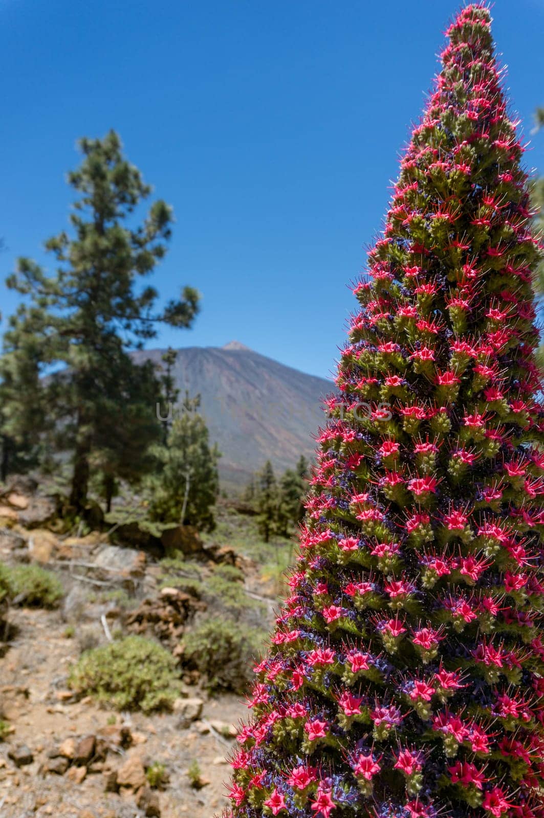 Closeup of tajinaste rojo or red bugloss. Exotic tower flower with many blue or purple and red flowers. Endemic to Canary islands echium wildpretii, tower of jewels, Tenerife or Mount Teide bugloss