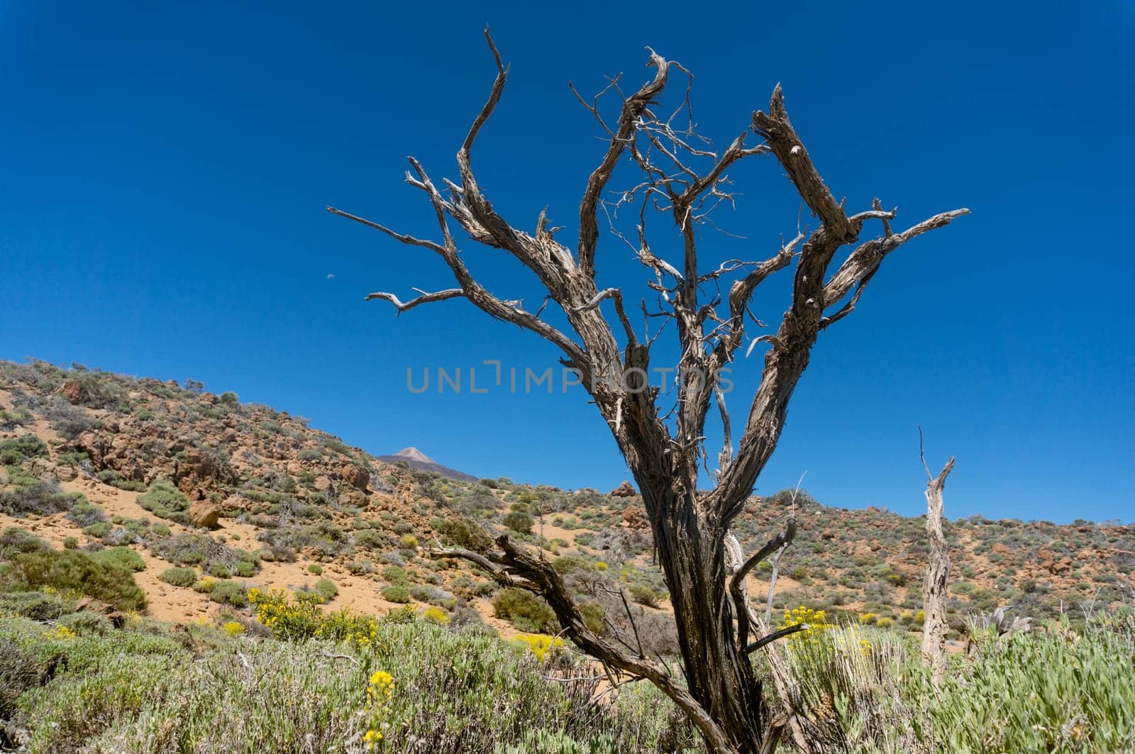 Dead tree with naked branches on blue sky background in a desert with green shrubs and sand behind. Sunny summer nature wallpaper showing climatic changes