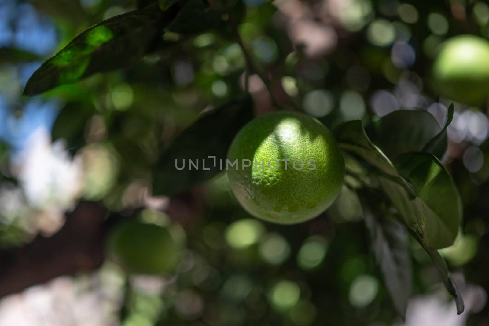 Green lemons growing on a tree. Citrus fruit on green leaves background on a sunny day. Sun glare and bokeh effect. Concept of organic food, orchard and agriculture. Lemon closeup