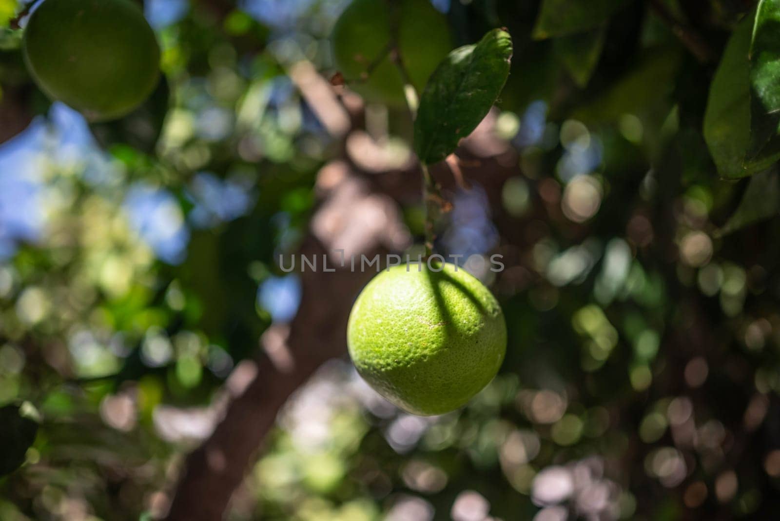 Green lemons growing on a tree. Citrus fruit on green leaves background on a sunny day. Sun glare and bokeh effect. Concept of organic food, orchard and agriculture. Lemon closeup